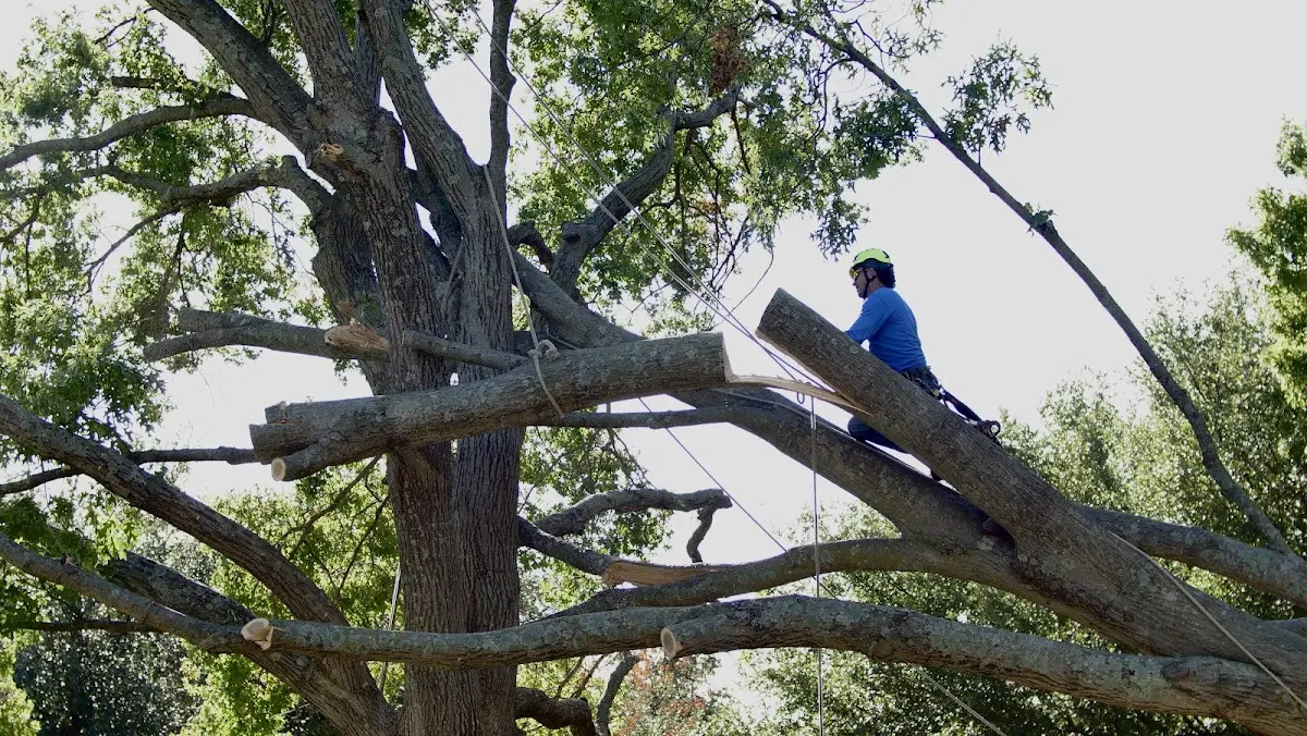 Professional Crown Thinning performed by certified arborists in Minot