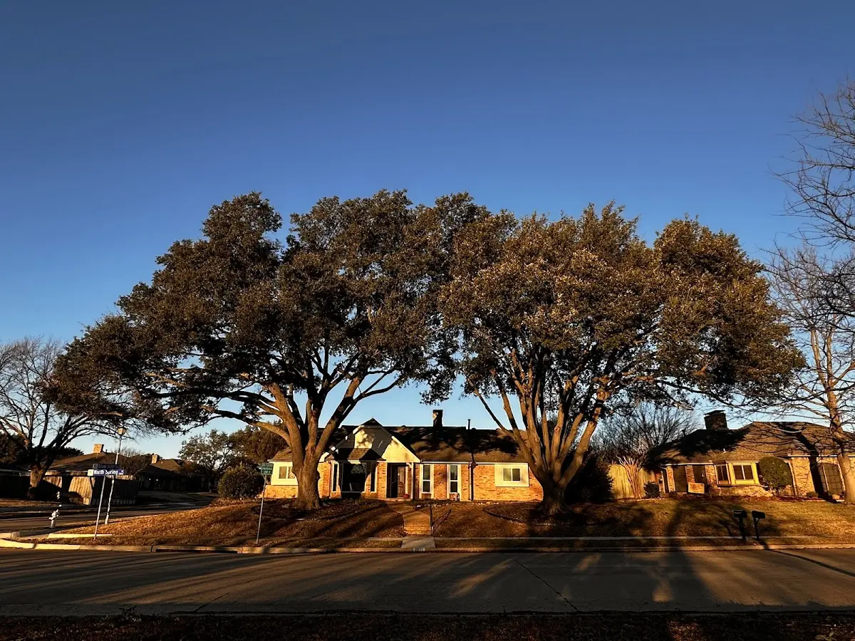 Established residential canopy tree shading a home in Minot